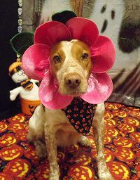 Maddie S Hal 2013.jpg